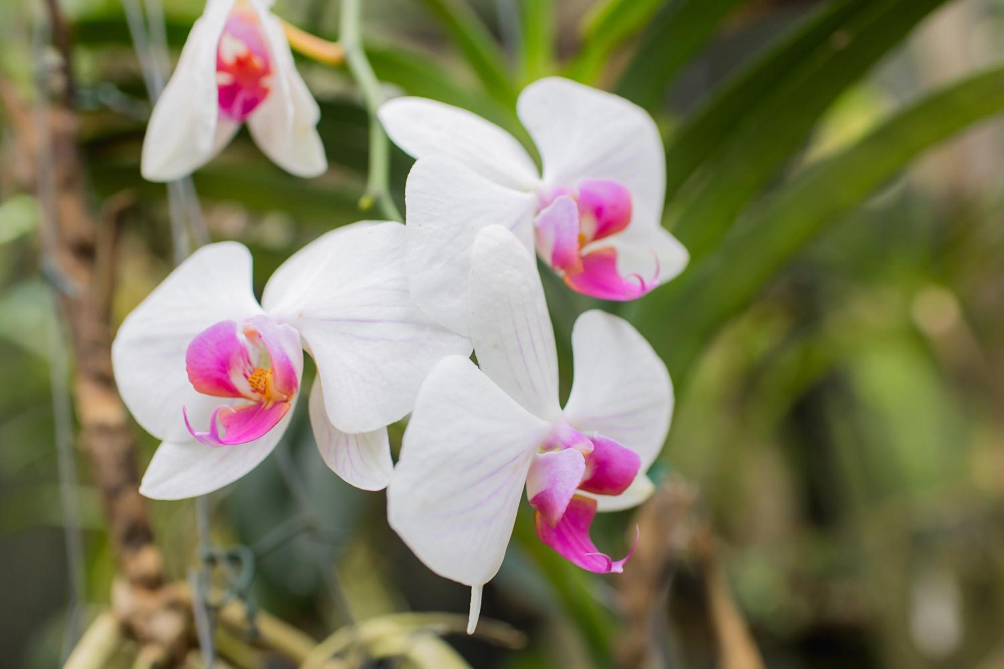 瓜拉派瑞 Orquidea Cafe酒店 外观 照片