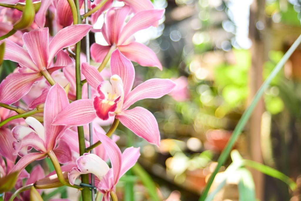 瓜拉派瑞 Orquidea Cafe酒店 外观 照片