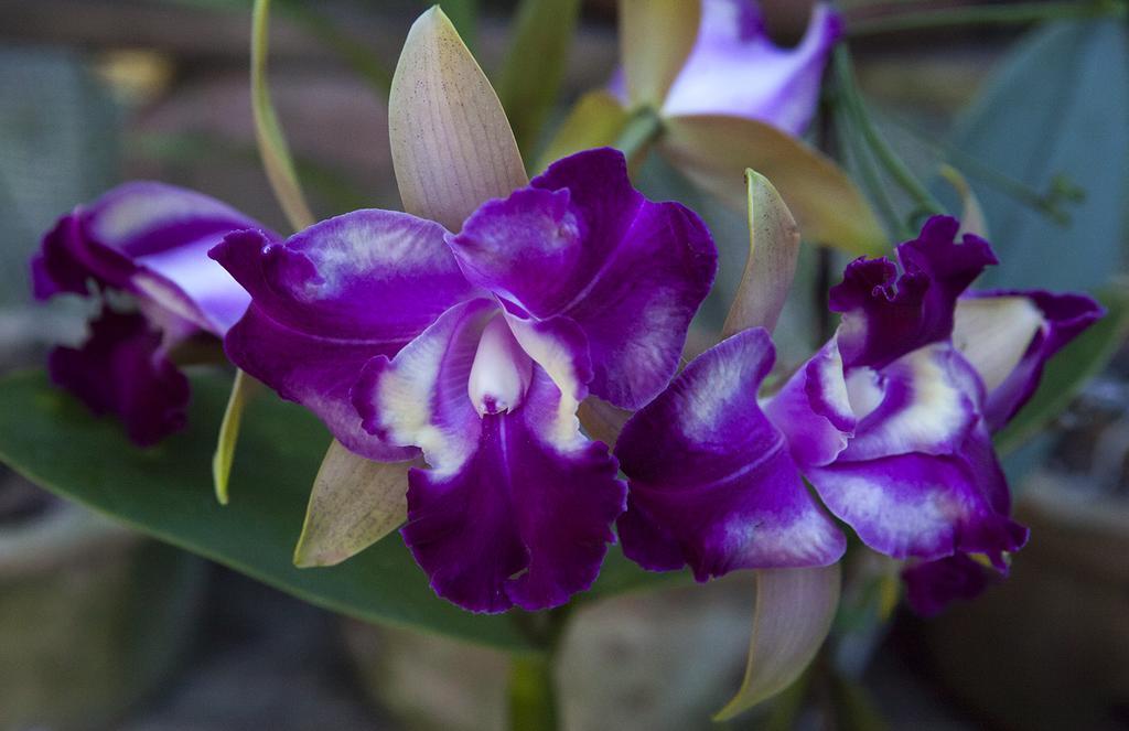 瓜拉派瑞 Orquidea Cafe酒店 外观 照片