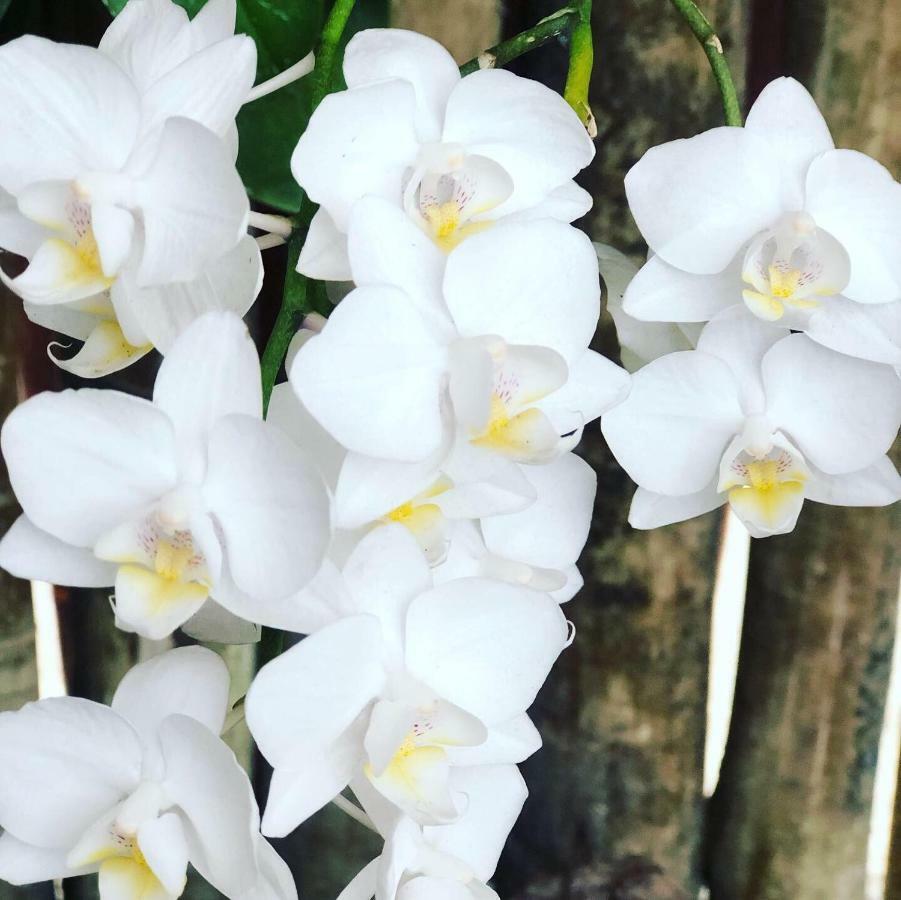 瓜拉派瑞 Orquidea Cafe酒店 外观 照片